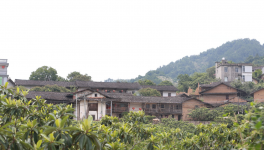 舊村新貌  三棵樹助力鄉村旅游脫貧